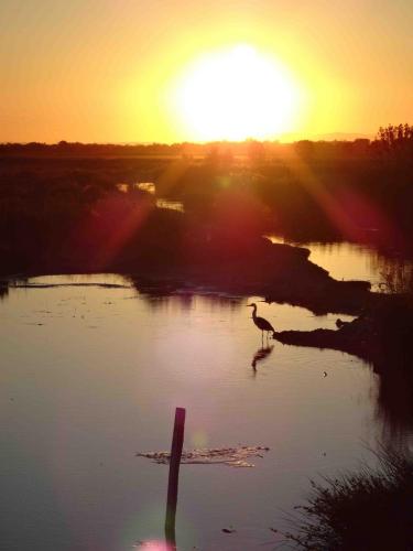 Aigues-Mortes & les alentours